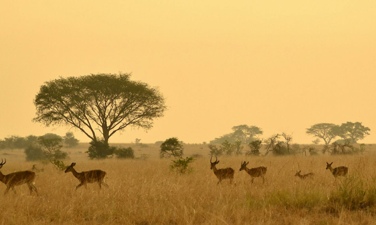 Top 5 Most Visited National Parks in Uganda