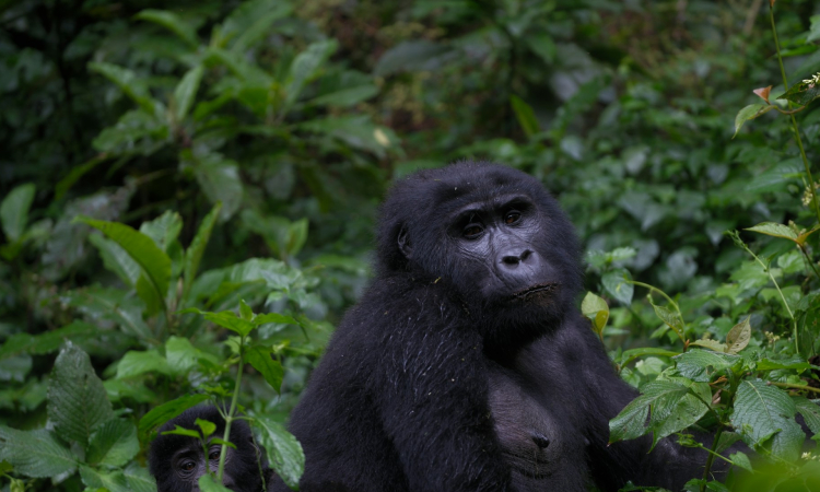 Gorilla Trekking Age Requirements in Uganda & Rwanda