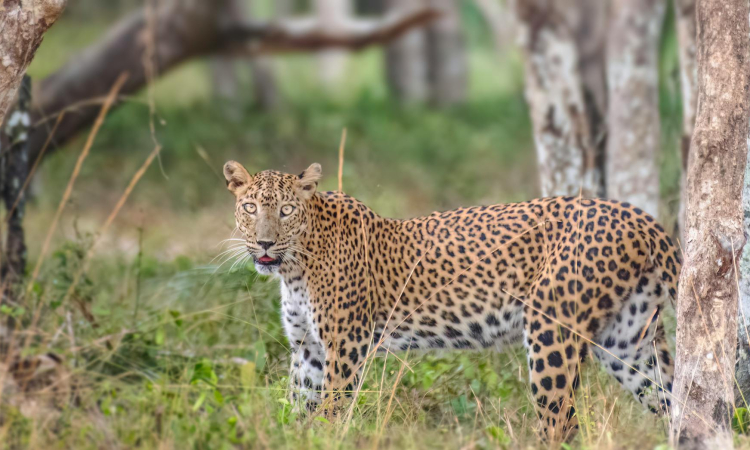 Understanding Africa's Big Five - Origins & Significance