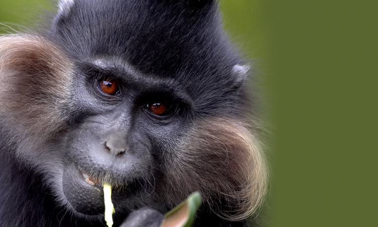Grey Cheeked Mangabey in Uganda
