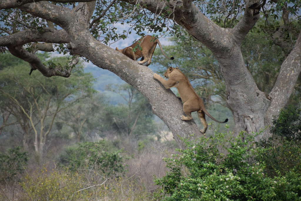 How to see these tree-climbing lions in Uganda