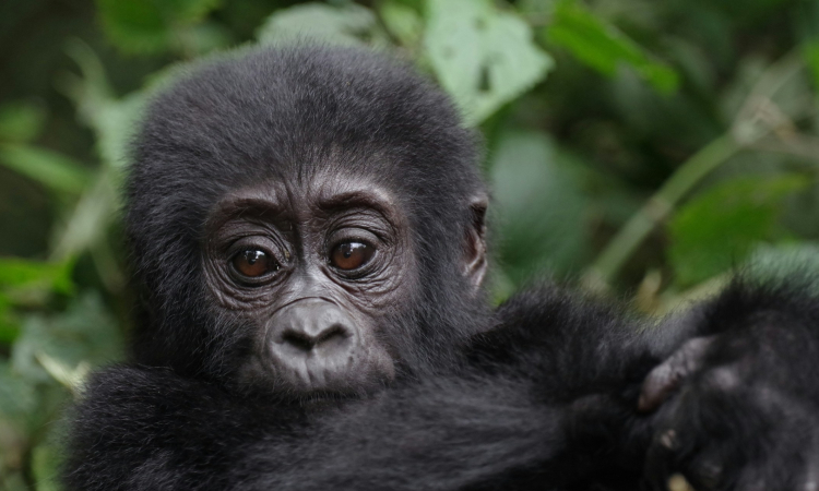 A Guide to Mountain Gorilla Encounters in Africa