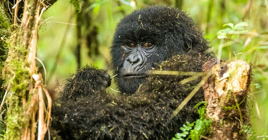 Booking Bwindi Gorilla Trekking Safaris from Entebbe Kampala