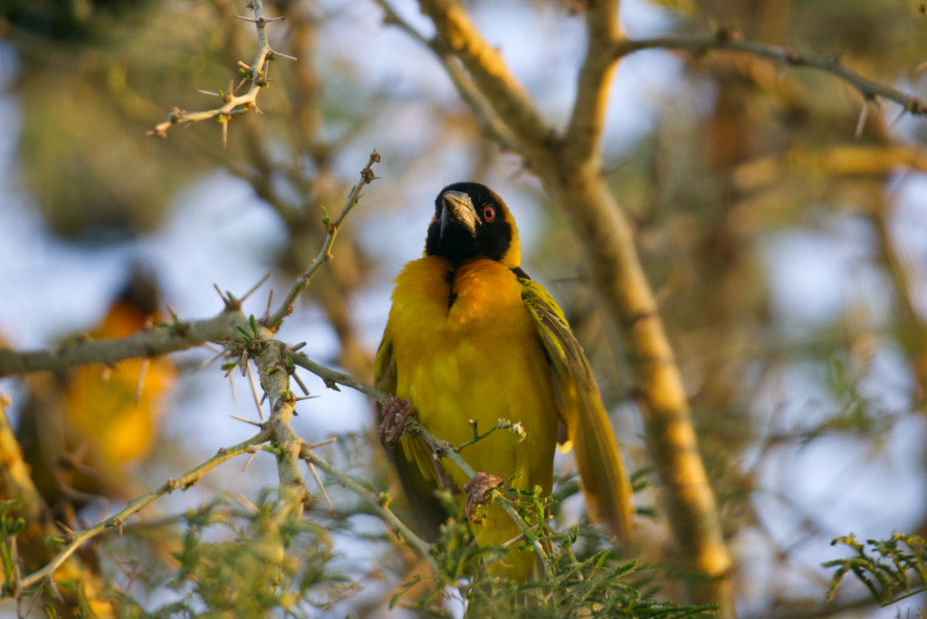 Birds of Uganda
