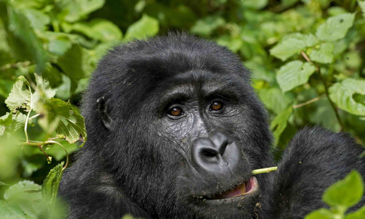 Check Uganda Gorilla Permits Availability Online