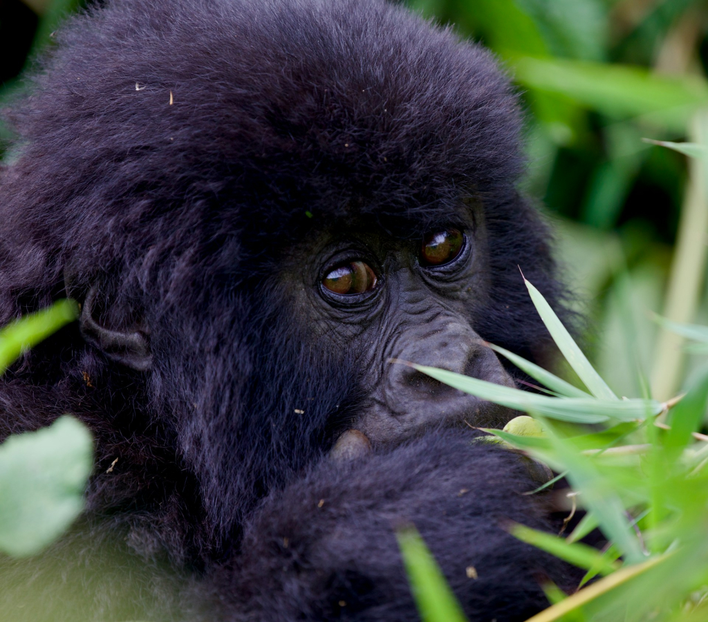 Checking Uganda Wildlife Authority Gorilla Permits Online