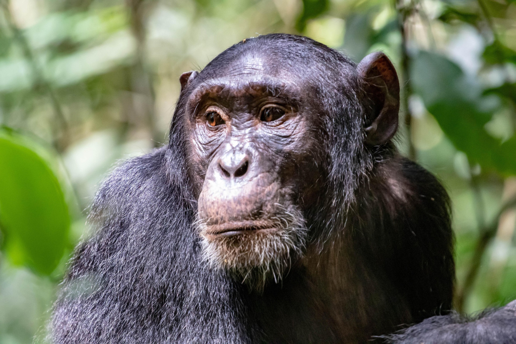 Chimpanzees