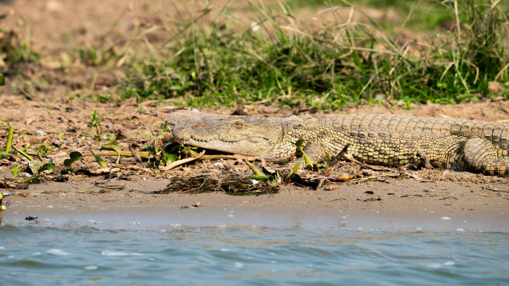 Nile Crocodiles