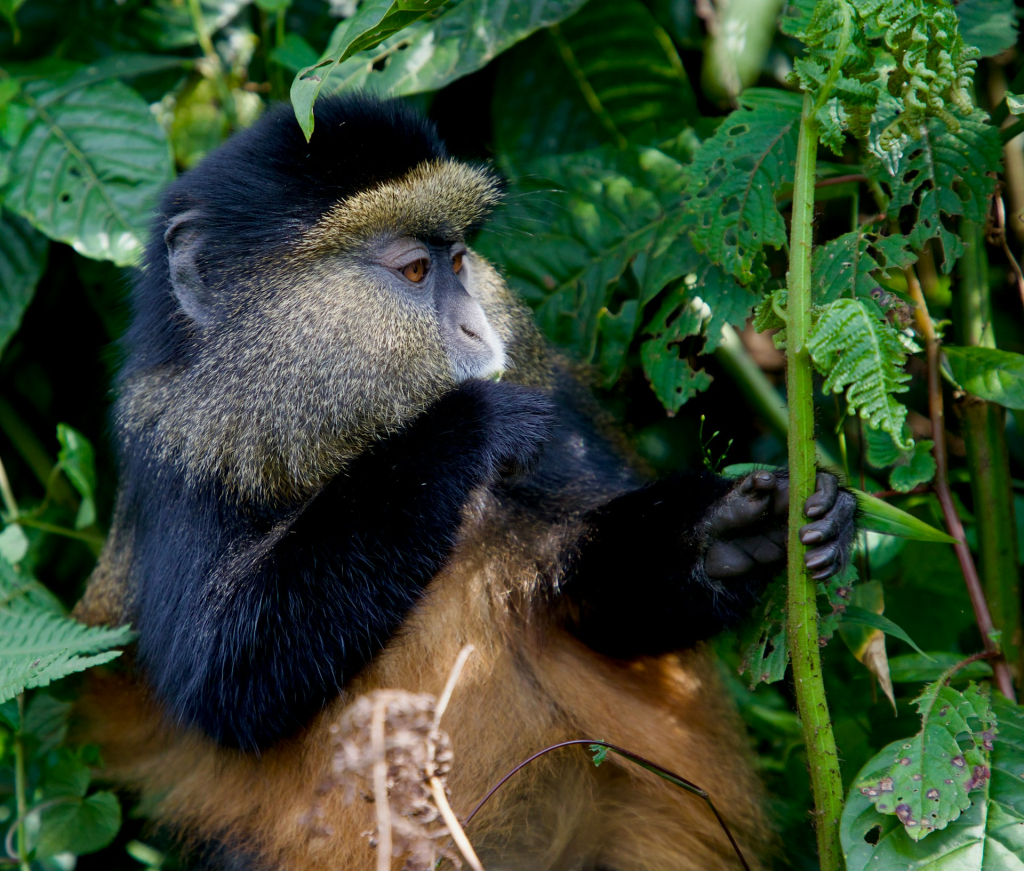 Golden Monkeys