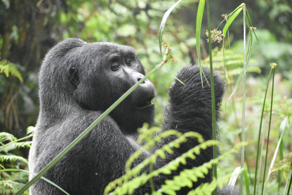 How Gorillas Protect Themselves