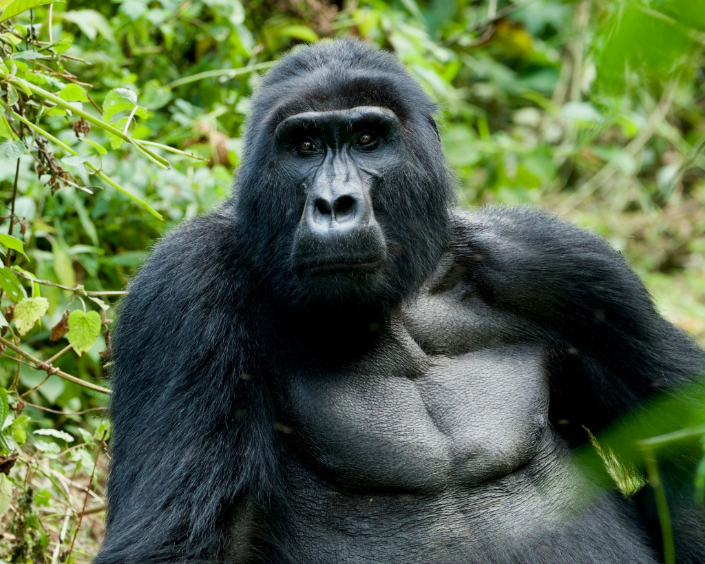 How have gorillas adapted to the rain-forest