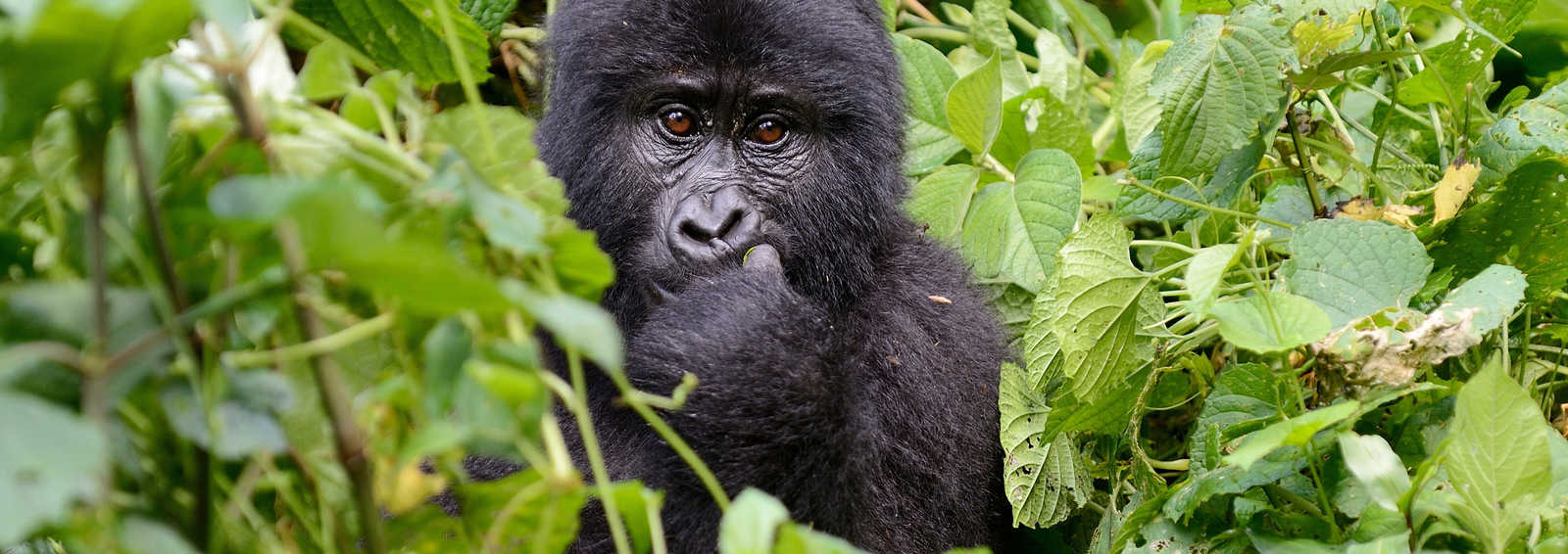 How to Check Availability of Rwanda Gorilla Permits & Book Online