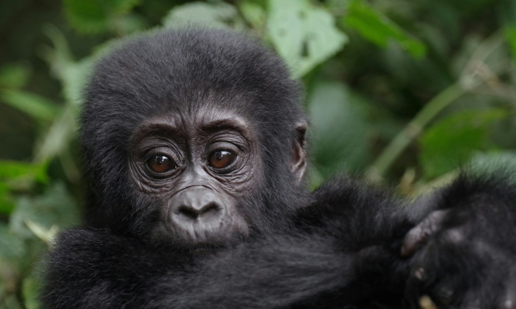 How to Meet Mountain Gorillas in Africa - Ultimate Trekking Guide