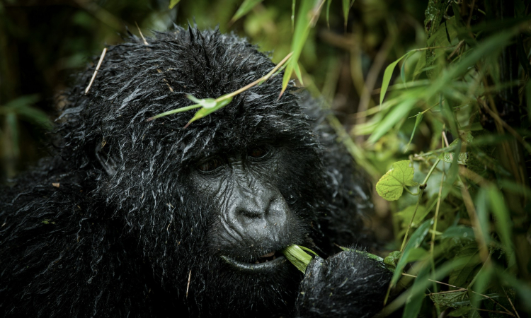 How to Obtain Discounted Gorilla Permits in Uganda - A 2025 Guide