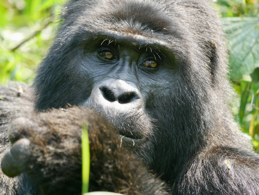 More about gorilla adaptations - How do gorillas survive in the rain-forest