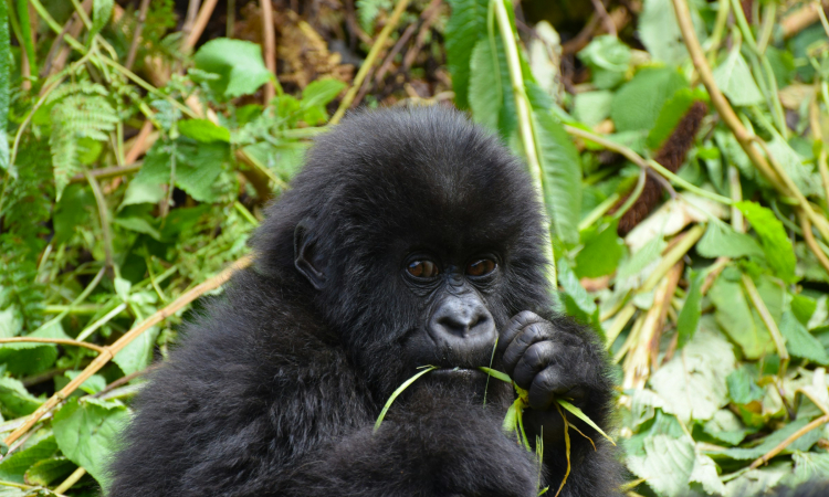 Mountain Gorilla Behavior - Social Structure, Communication & Daily Life