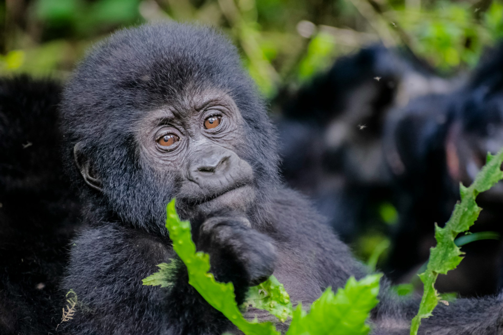 Mountain Gorillas