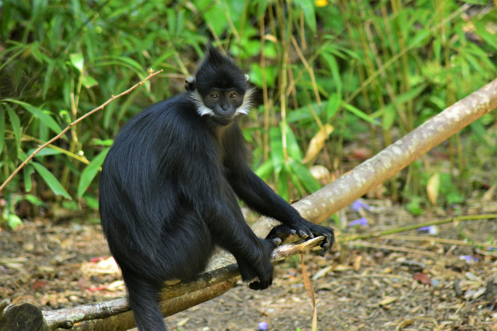 Other Primates