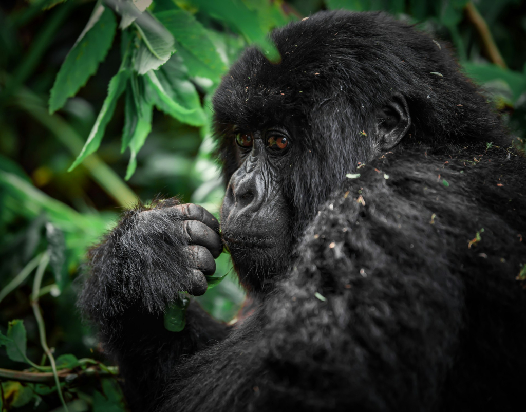So, is gorilla trekking ethical