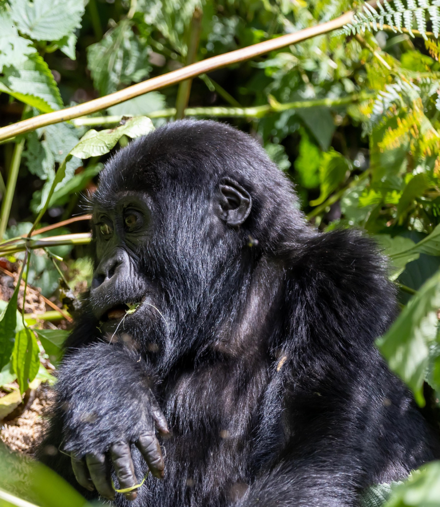 So why were mountain gorillas close to extinction