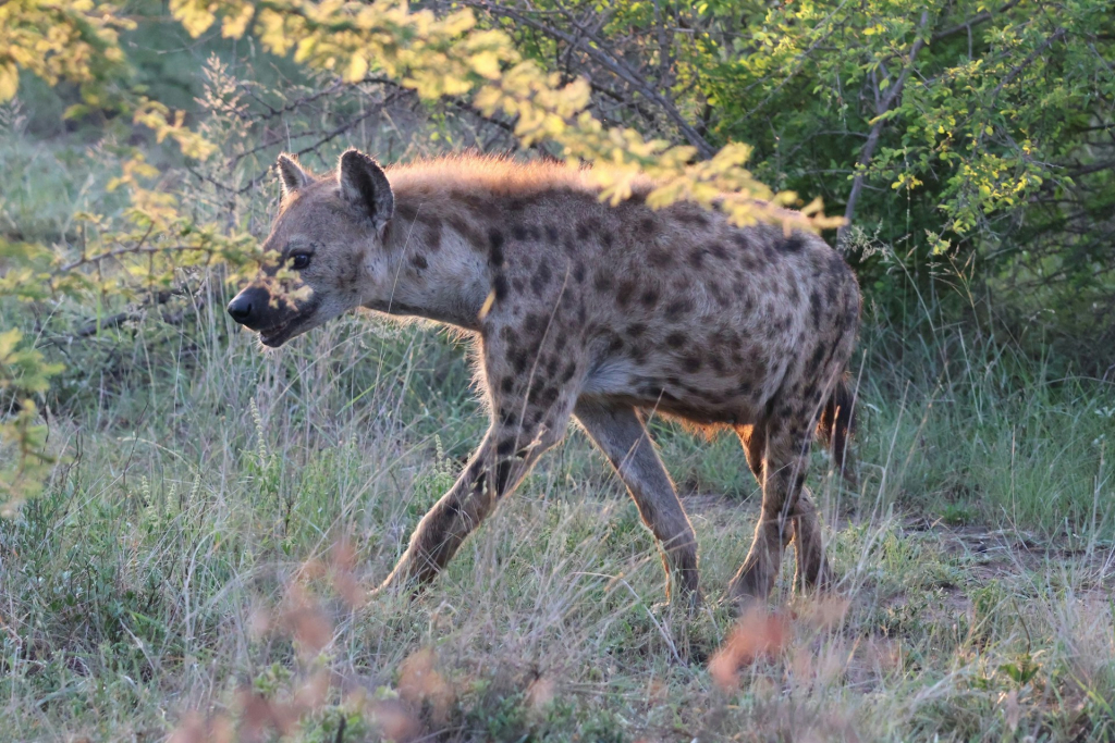 Spotted Hyenas