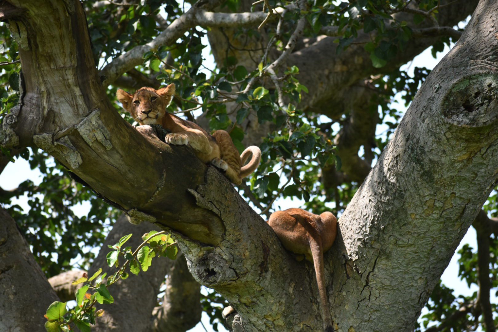 Tree-Climbing Lions
