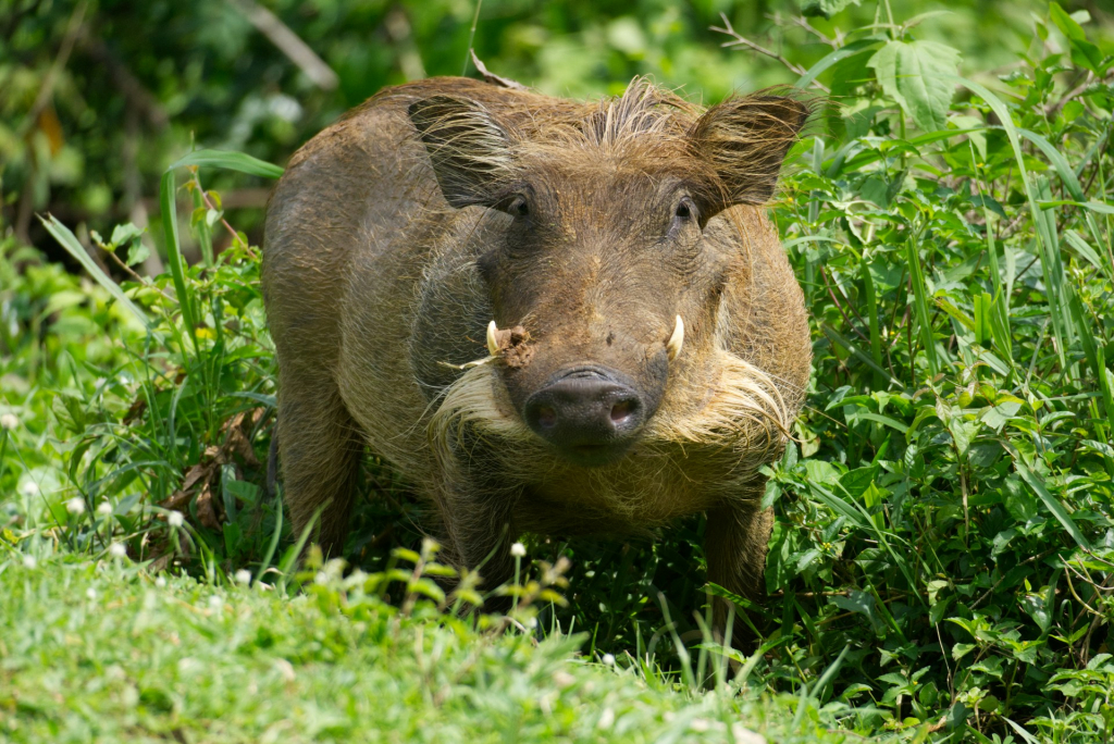Warthogs