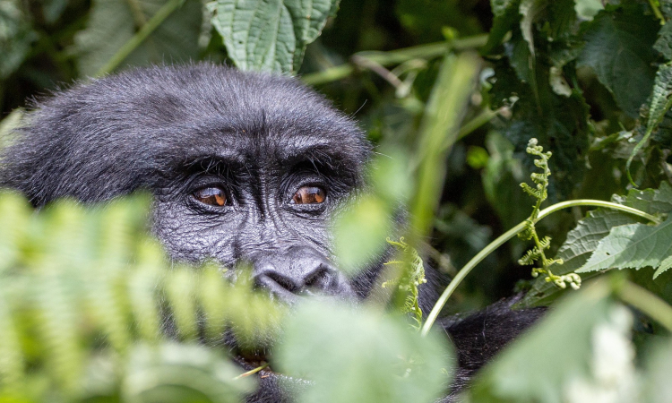 What to Do When a Gorilla Charges - Safety Tips for Trekking in Uganda