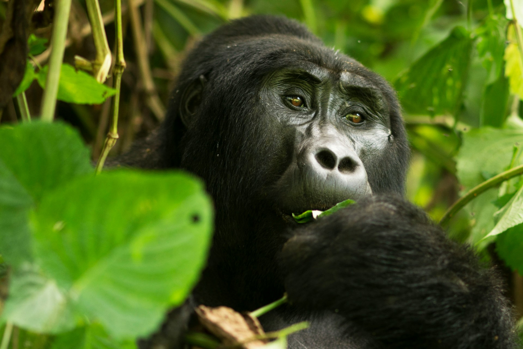Why Choose Gorilla Trekking Companies