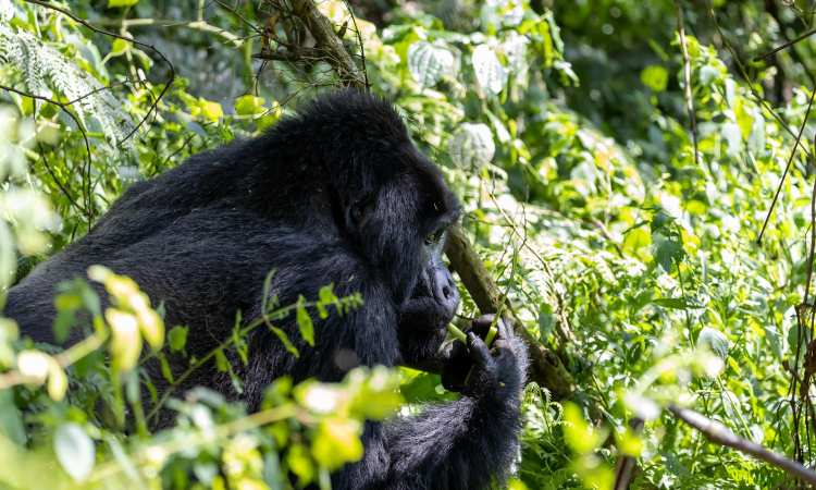 Why Mountain Gorillas Were Near Extinction - Causes & Conservation Efforts