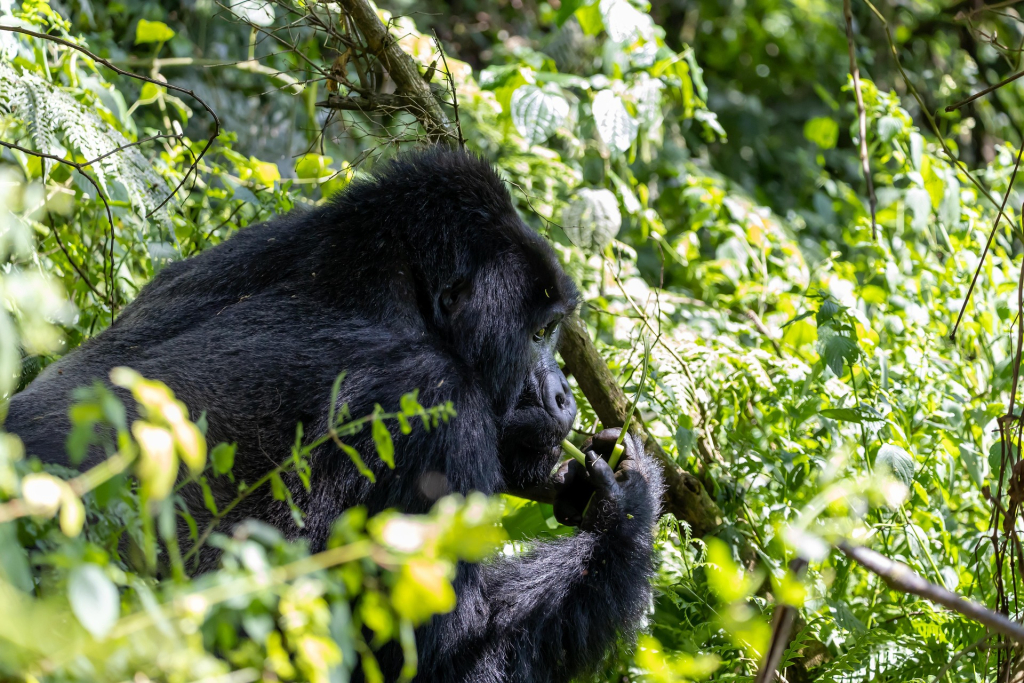 Why You Should Avoid Eye Contact with Gorillas During Trekking