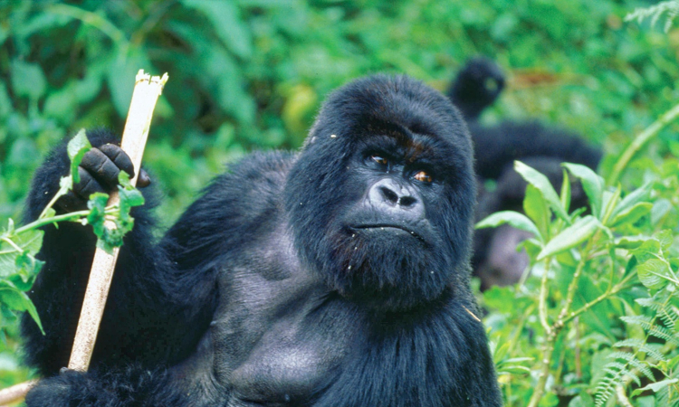 Why You Should Avoid Eye Contact with Gorillas During Trekking