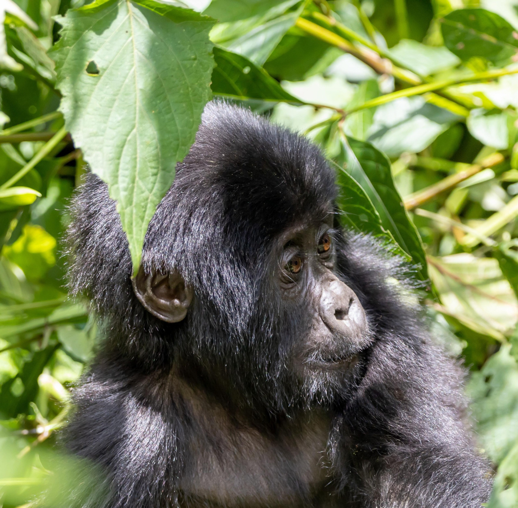 Would 5 or 10 humans beat 1 gorilla