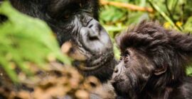 Uganda Gorilla Permits