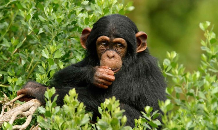 Visit Kibale Forest National Park for Chimpanzee Safaris