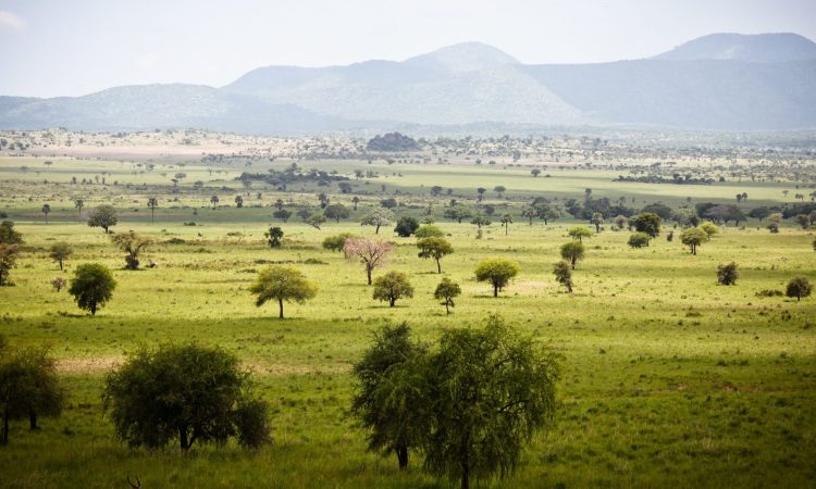 Kidepo Valley National Park Tour Operators