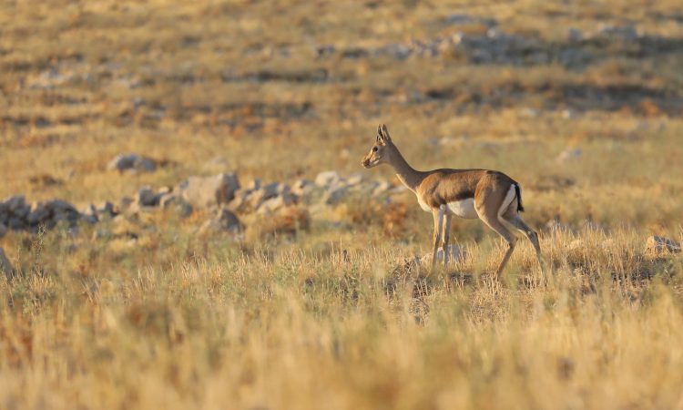 Lake Mburo National Park Safaris, Animals & Park Entry Fees