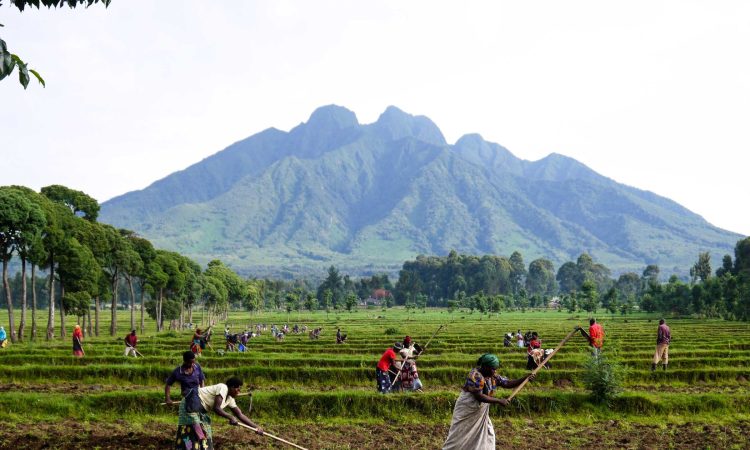 Mount Sabyinyo Hiking Companies