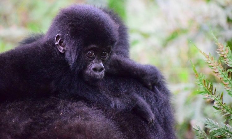 About Mountain Gorillas