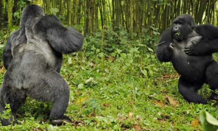 About Silverback Gorillas