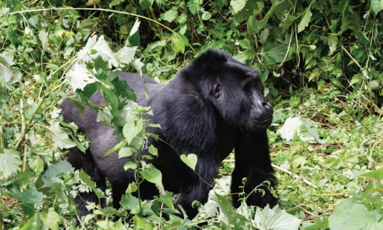 Bikingi Gorilla Group