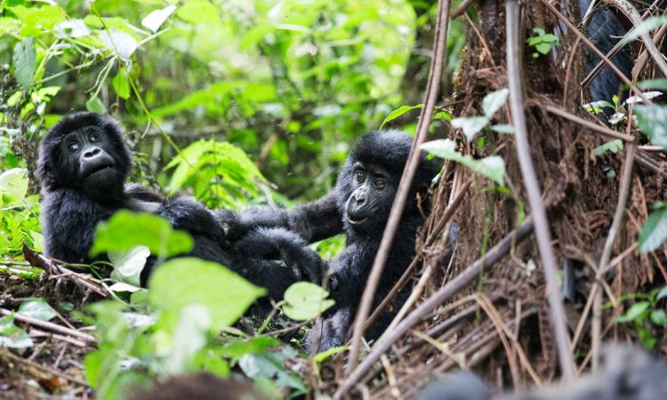 Busingye Gorilla Family