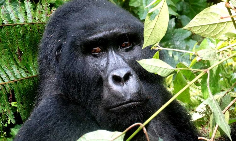 Bweza Gorilla Group