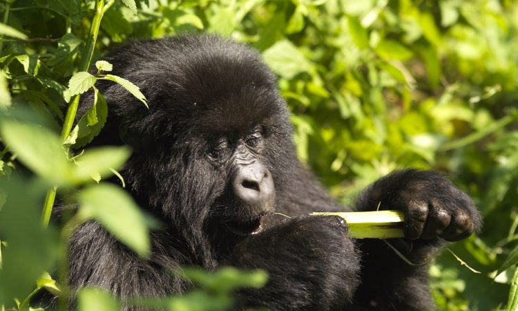 Luxury Gorilla Trekking