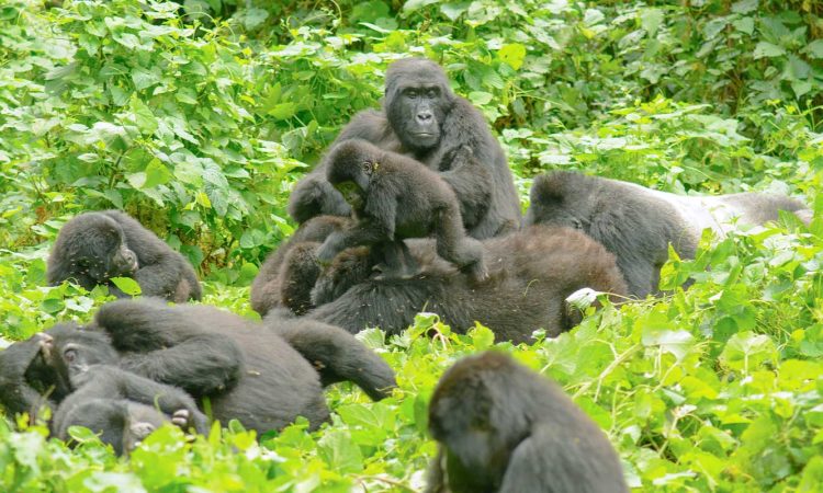 Habinyanja Gorilla Group