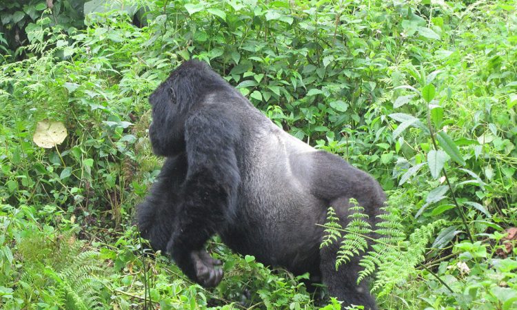 Kahungye Gorilla Group