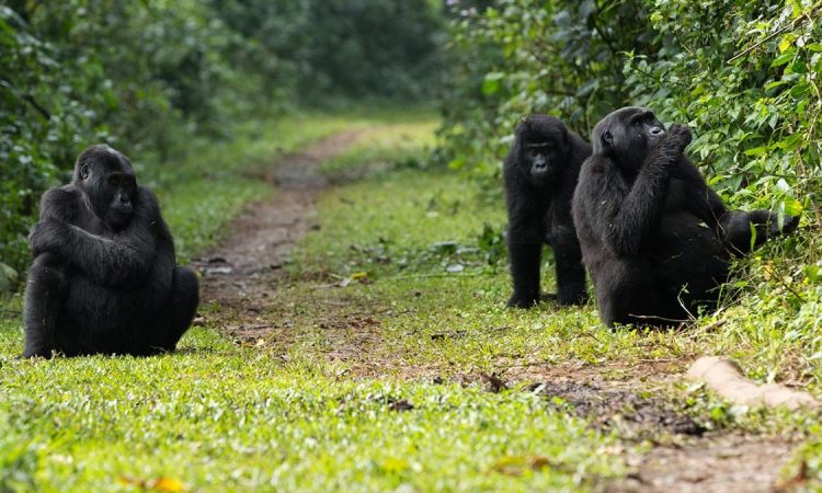 Katwe Gorilla Group