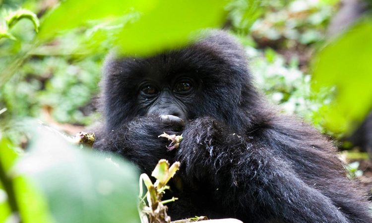 Mishaya Gorilla Group