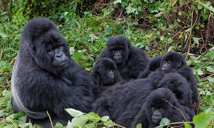 Mucunguzi Gorilla Group