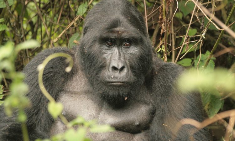 Mukiza Gorilla Group